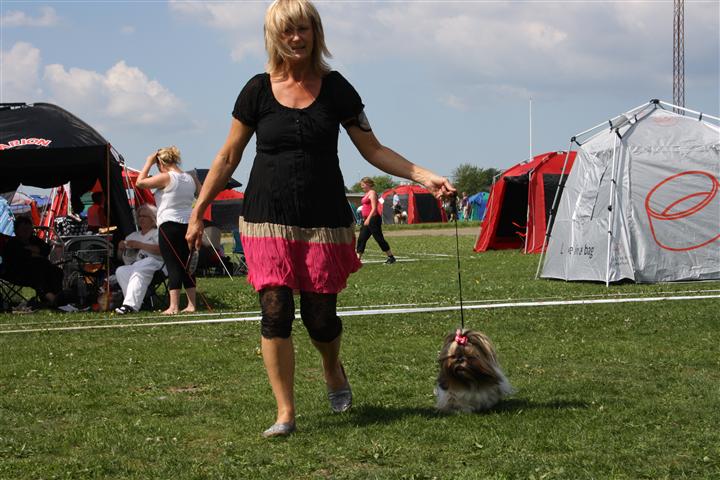 Shih Tzu Danmark